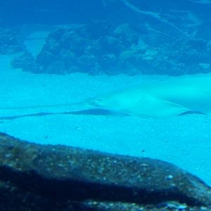 Longcomb Sawfish(Pristis zijsron) - december 2023