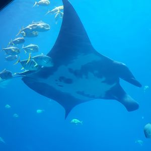 Oceanic Manta Ray(Mobula birostris) - december 2023