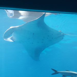 Reef Manta Ray(Mobula alfredi) december 2023