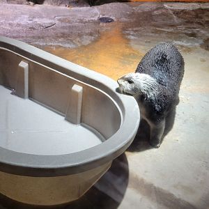 Southern Sea Otter(Enhydra lutris nereis) - december 2023