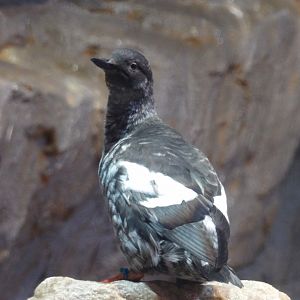 Pigeon Guillemot(Cepphus columba) - december 2023