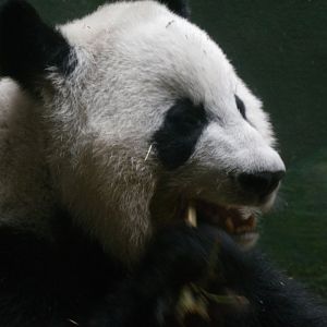 Giant Panda(Ailuropoda melanoleuca) - december 2023