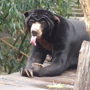 Malayan Sun Bear(Helarctos malayanus malayanus) - dec 2023