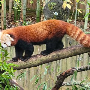Red Panda(Ailurus fulgens) - december 2023