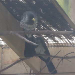 Western Plantain-Eater(Crinifer piscator) - 2023