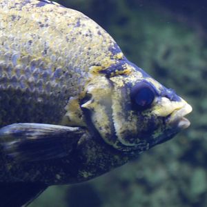 Tully River Grunter - Hephaestus tulliensis