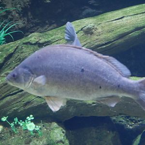 Barcoo Grunter - Scortum barcoo