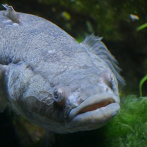 Sleepy Cod - Oxyeleotris lineolata