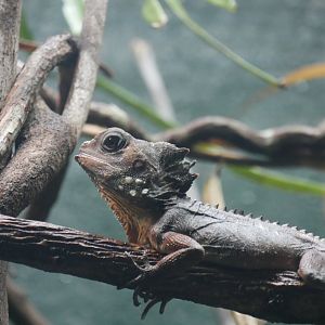 Boyd's Forest Dragon - Lophosaurus boydii