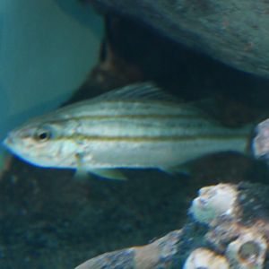 Largescale Grunter - Terapon theraps