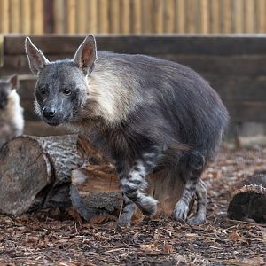 Brown Hyena (f) Amari and pup / Hamerton / 3-1-24