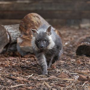 Brown Hyena pup/ Hamerton / 3-1-24