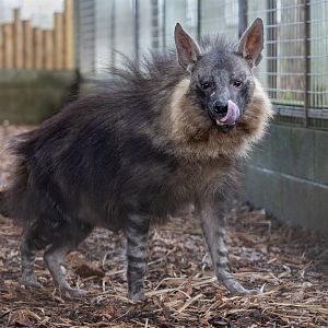 Brown Hyena (f) Amari / Hamerton / 3-1-24