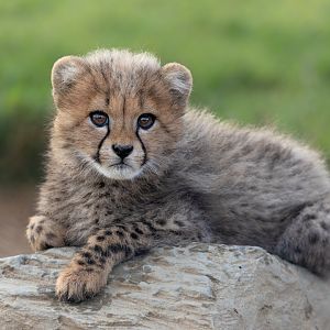 Cheetah Cub / Hamerton / 3-1-24