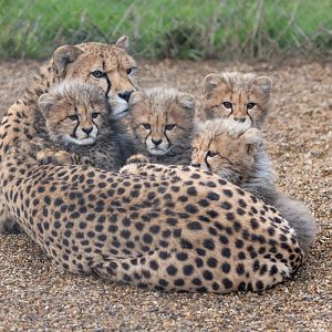Jetts and her 4 cubs / Hamerton / 3-1-24