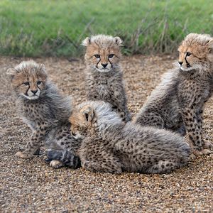 4 Cheetah Cubs / Hamerton / 3-1-24