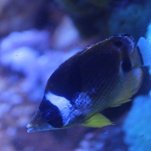 Raccoon butterflyfish (Chaetodon lunula) - BXSea