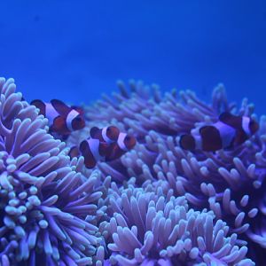 Ocellaris clownfish (Amphiprion ocellaris) - BXSea