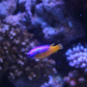 Goldbelly damselfish (Pomacentrus auriventris) - BXSea