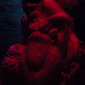Giant Pacific octopus (Enteroctopus dofleini) - BXSea