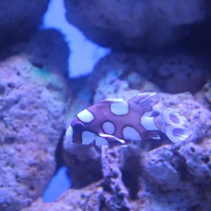 Harlequin sweetlips (Plectorhinchus chaetodonoides) - BXSea