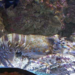 Ornate Rock Lobster - Panulirus ornatus