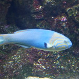 Sunset Wrasse - Thalassoma lutescens