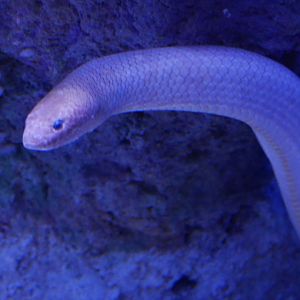 Olive Sea Snake - Aipysurus laevis