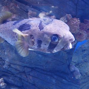 Black-blotched Porcupinefish - Diodon liturosus