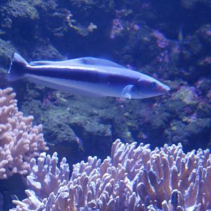 Blue Blanquillo - Malacanthus latovittatus