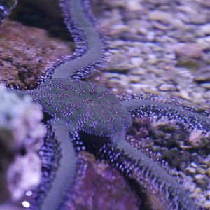 Green Brittle Star - Ophiarachna sp