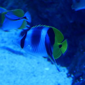 Pacific Doublesaddle Butterflyfish - Chaetodon ulietensis