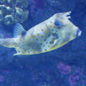 Longhorn Cowfish -  Lactoria cornuta