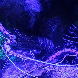 Painted rock lobster (Panulirus versicolor) - BXSea