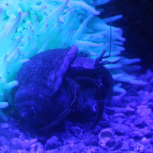 Orange-striped hermit crab (Clibanarius infraspinatus) - BXSea