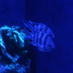 Scissortail sergeant (Abudefduf sexfasciatus) - BXSea