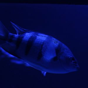 Indo-Pacific sergeant (Abudefduf vaigiensis) - BXSea