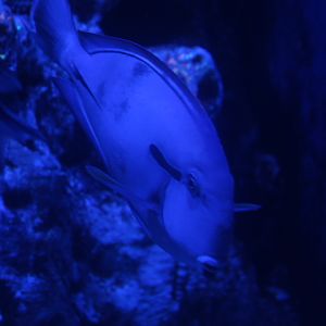 Epaulette surgeonfish (Acanthurus nigricauda) - BXSea