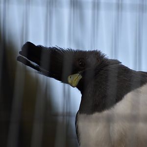 White Bellied Go away bird