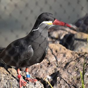 Inca Tern