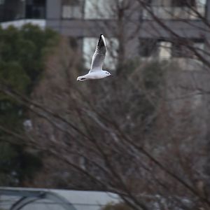 Wild Black Headed Gull
