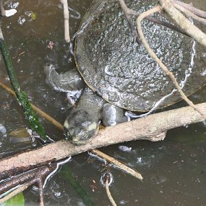 Billabong Sanctuary - Krefft's River Turtle