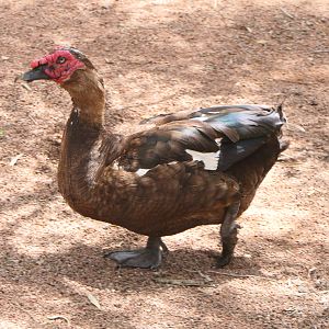 Billabong Sanctuary - Domestic Muscovy Duck