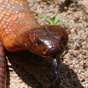 Billabong Sanctuary - Collett's Snake