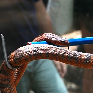 Billabong Sanctuary - Collett's Snake