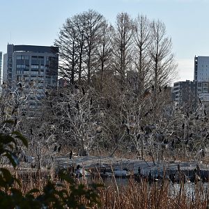 Wild Great Cormorant Colony