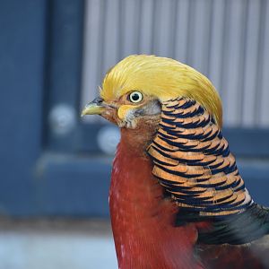 Golden Pheasant