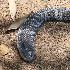 Billabong Sanctuary - Eastern Tiger Snake