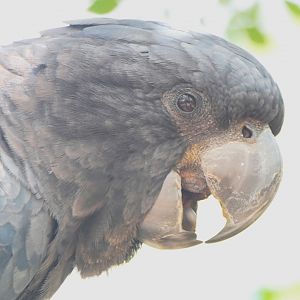 Billabong Sanctuary - Red-tailed Black-Cockatoo