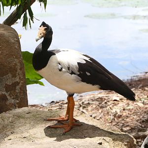 Billabong Sanctuary - Magpie Goose